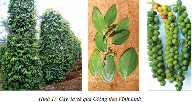 cây lá quả tiêu Vĩnh Linh_1624847454.png